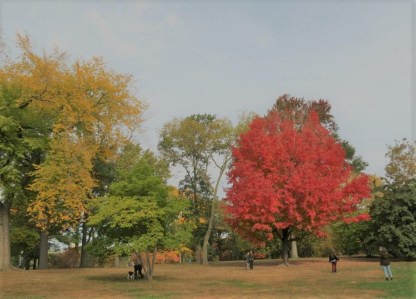 Central park (2)